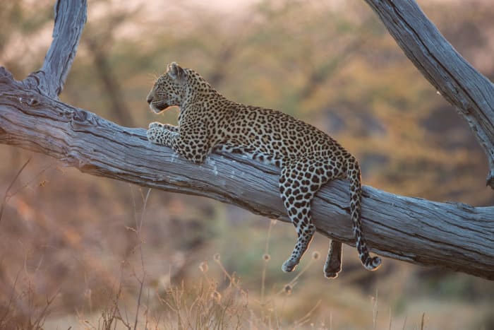 Leopard in tree in Savuti, Botswana