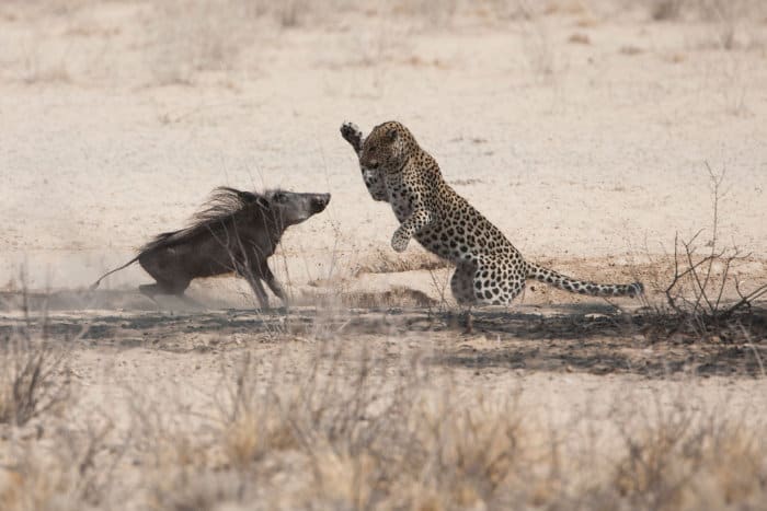Leopard hunting a warthog in the Kalahari desert