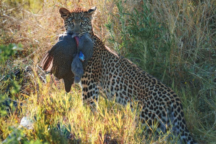 Wild leopard with helmeted guineafowl in its jaws, Khwai, Botswana