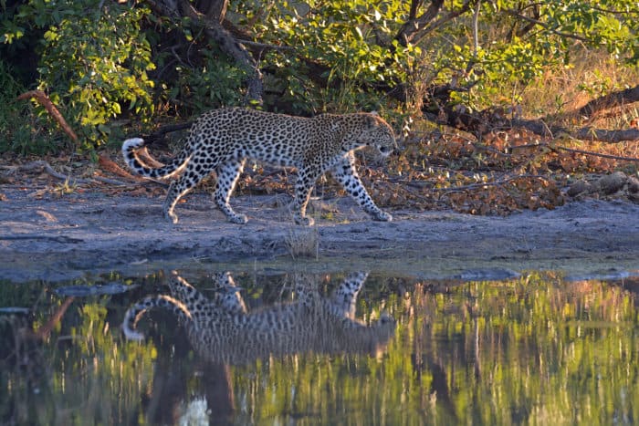 Leopard with reflection in Khwai region, Okavango