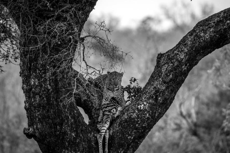 Leopard with zebra kill in a tree fork, Kruger park