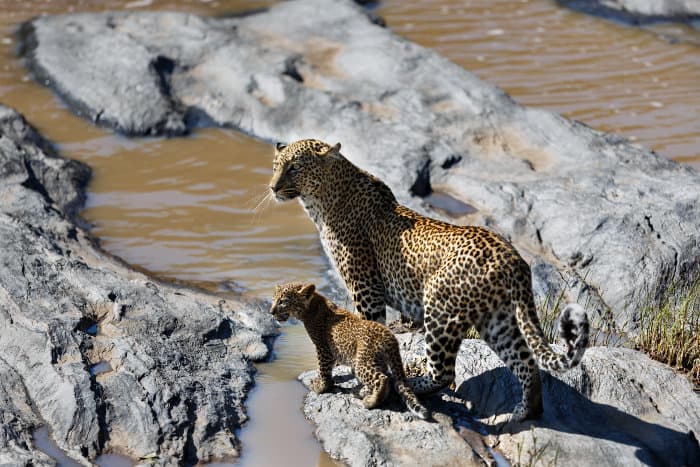 Leopard Bahati with cub, along the Olare Orok river