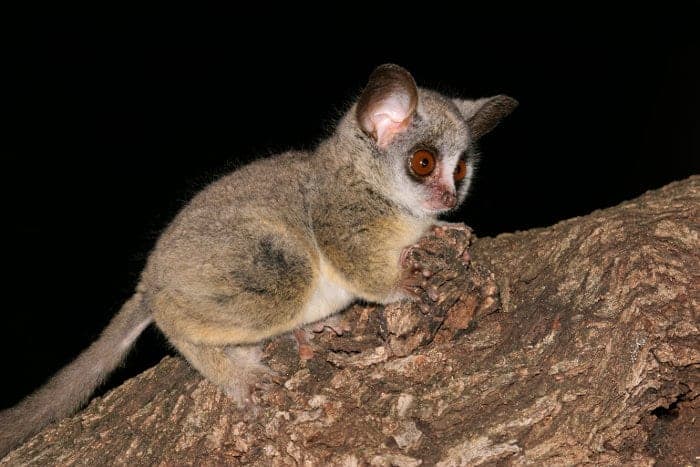 Lesser bushbaby in a tree after dark