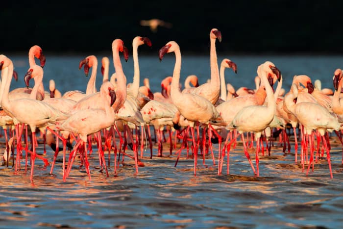 Ballet of lesser flamingos in Kenya