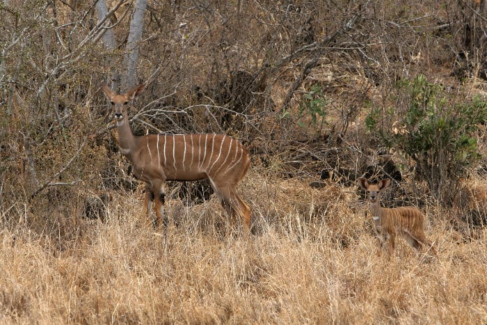 Female lesser kudu and her calf in Tsavo, Kenya