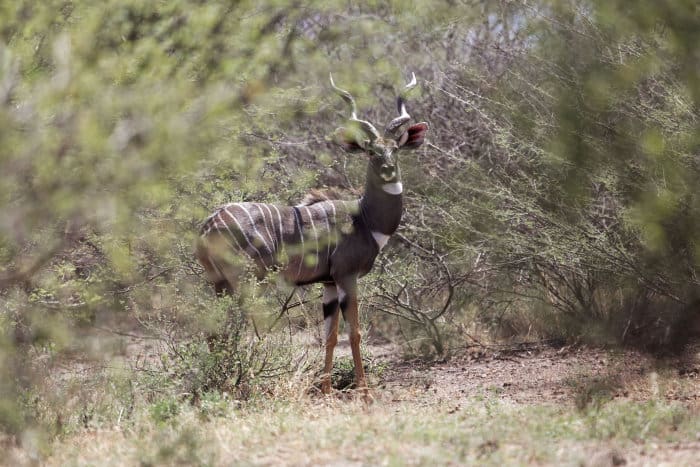 Lesser kudu in bushveld, Awash National Park, Ethiopia