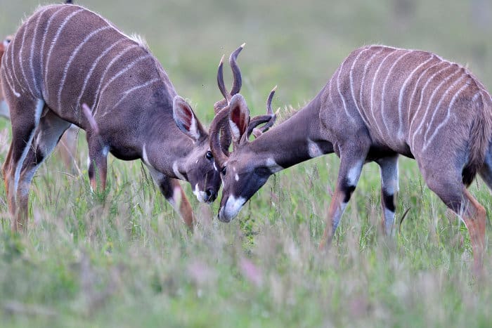 Lesser kudu fighting, Lion's Bluff, Tsavo West National Park