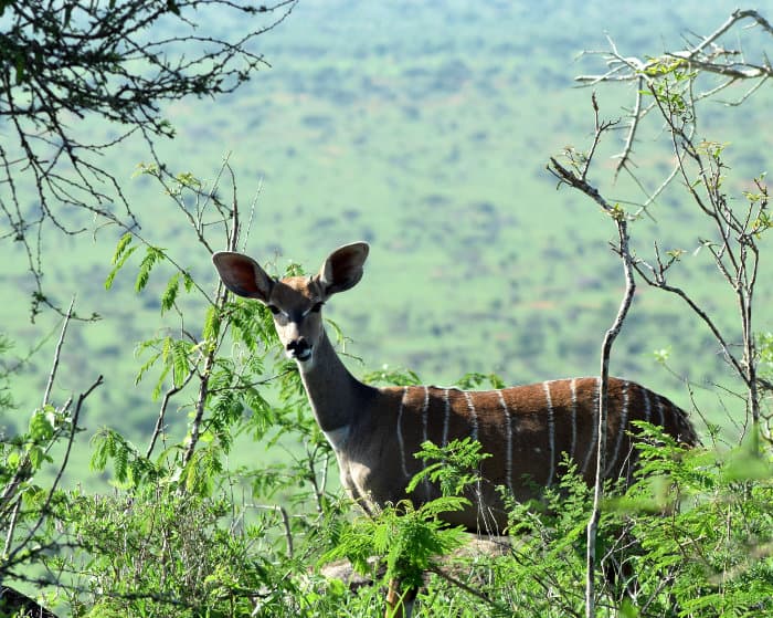 Lesser kudu in its natural habitat, Kenya