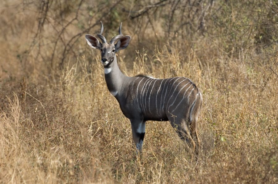 Beautiful portrait of a male lesser kudu in the African bush
