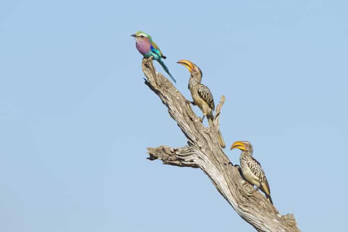 Lilac-breasted roller and two yellow-billed hornbills perched on a dead trunk