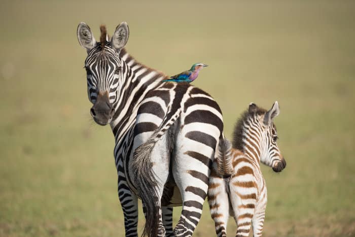 Baby zebra and his mom, with lilac-breasted roller on its back