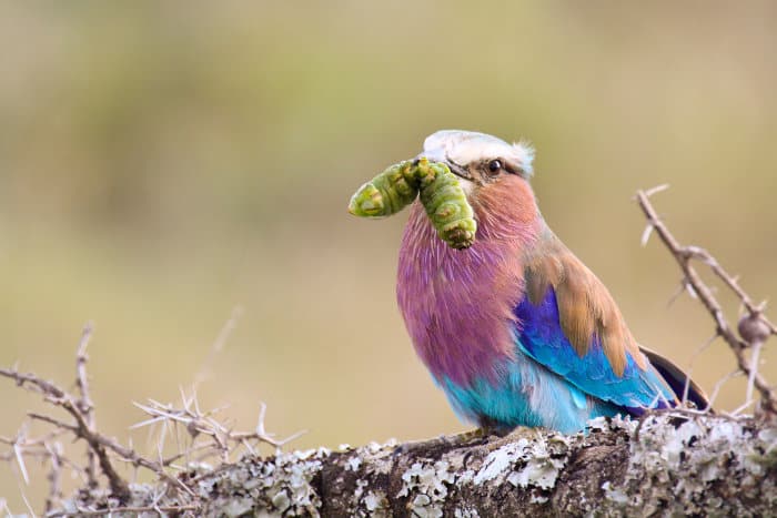 Lilac-breasted roller with a caterpillar in its beak, Ol Pejeta Conservancy, Kenya