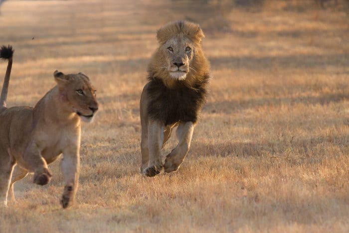 Lion chases female off a carcass