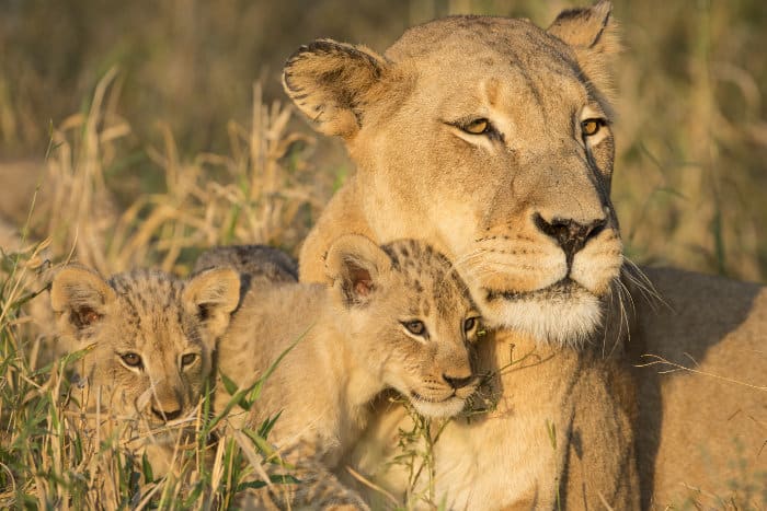 Cute lion family portrait in the South African bush