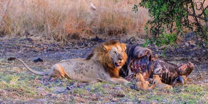 Lion and cubs with buffalo kill in Katavi