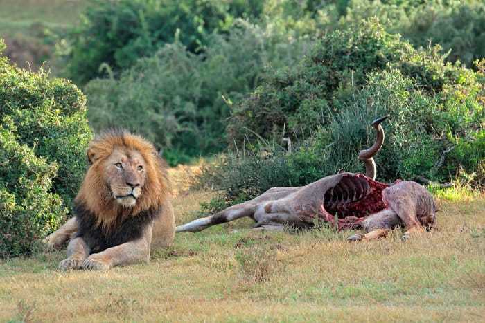 Big male lion sitting next to a kudu carcass