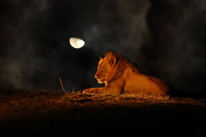 Beautiful male lion at night, under the moonlight