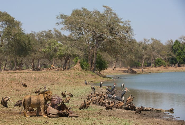 Lion, vultures and marabou storks around a hippo carcass