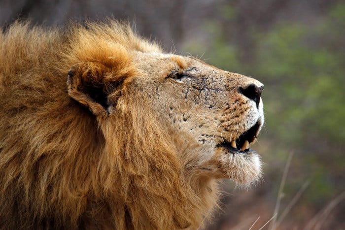 Lion calling its pride in the Kruger national park
