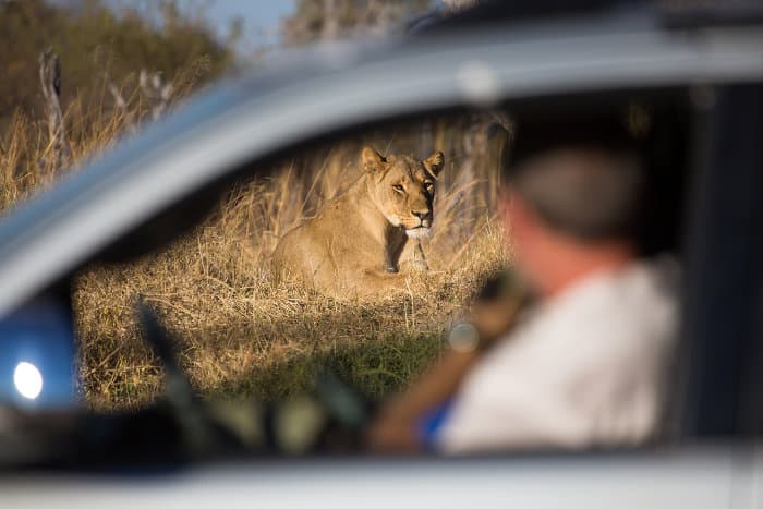 Out-of-focus tourist watching a lioness from the safety of his car, Hwange