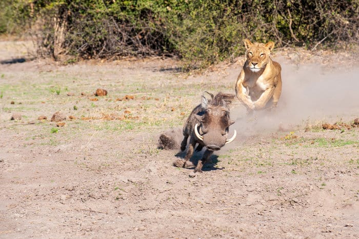 Lioness chasing a common warthog