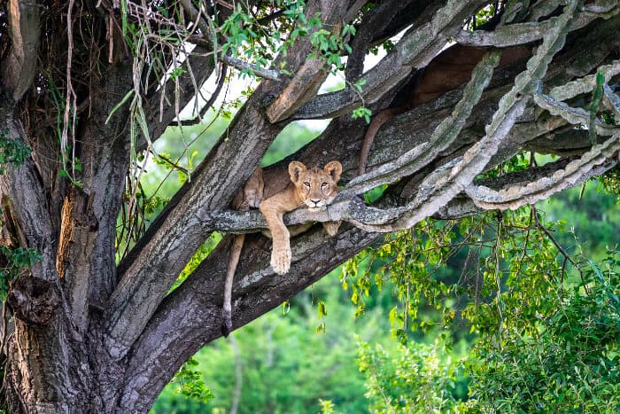 Young lion in a tree, Queen Elizabeth, Uganda