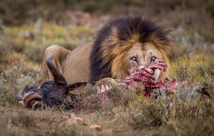 Huge black-maned lion feeding on a black wildebeest carcass
