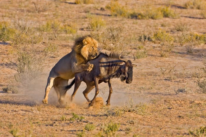 Big male lion hunts down a blue wildebeest in the Kalahari desert