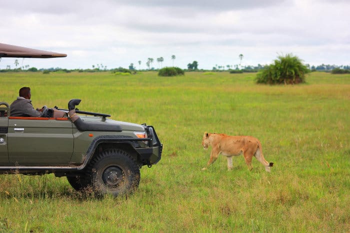Lioness walks past a safari vehicle on Chief's Island, Moremi