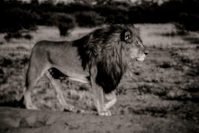 Huge male lion portrait, in black and white