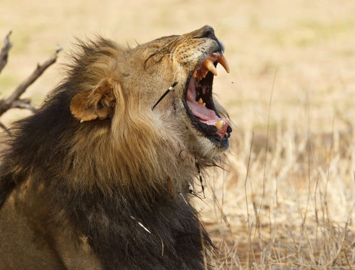 Yawning male lion with porcupine quills stuck in its body