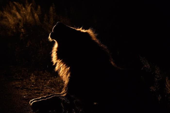 Majestic lion silhouette calling in the night