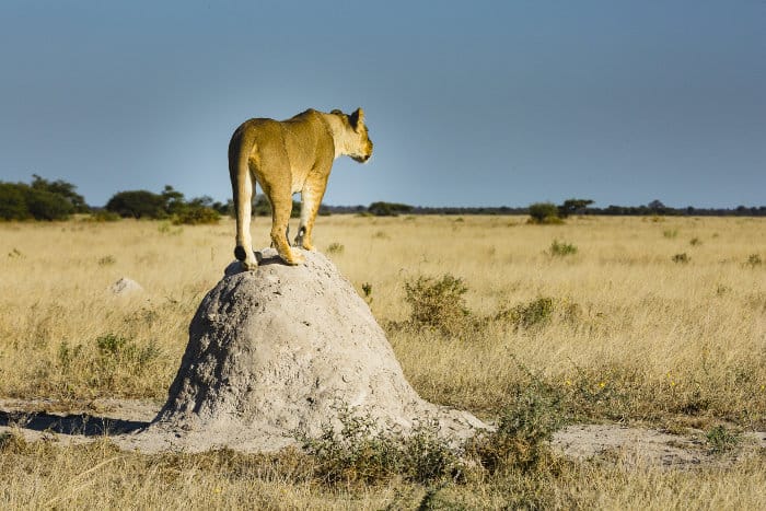 Lioness perched on termite mound in Nxai Pan National Park