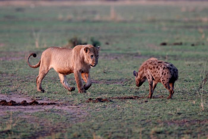 Subadult male lion vs spotted hyena encounter, Masai Mara
