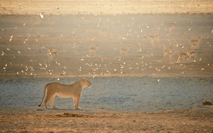 Lioness among flock of sociable weavers, with herd of springbok in the background