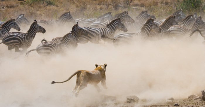 Lioness chases zebra in cloud of dust