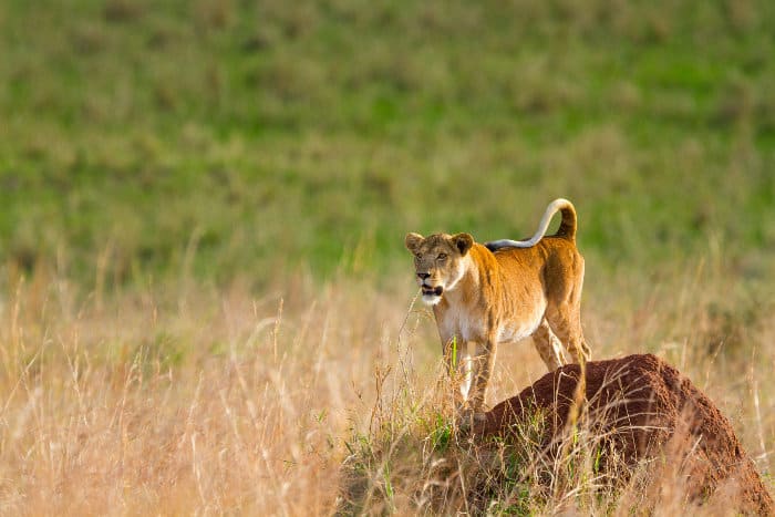 Lioness on termite mound, Kidepo Valley, Uganda