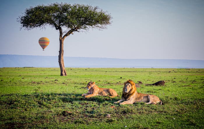 Pair of African lions and a hot air balloon in the background