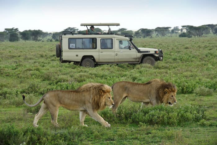 Two male lions walk past a 4x4 in Ndutu