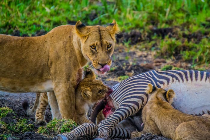 Lioness and cubs feeding on a dead Grevy's zebra