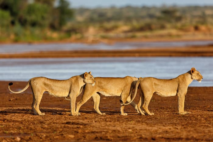 Three lionesses near the river in Samburu