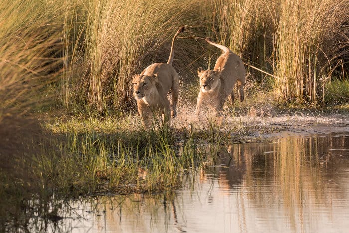 Two lions running in water, Okavango Delta