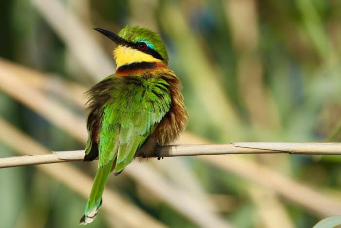 Little bee-eater photographed on the banks of the Kwando river in Botswana