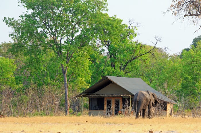 Lone elephant by a traditional-style tent, Little Makalolo camp, Hwange