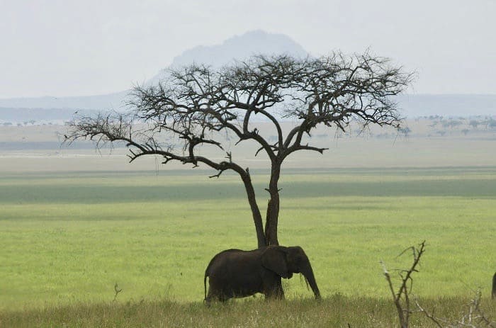 Lone elephant in the savanna in Tanzania