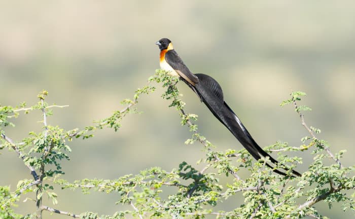 During the breeding season, male long-tailed paradise whydahs moult into impressive plumage