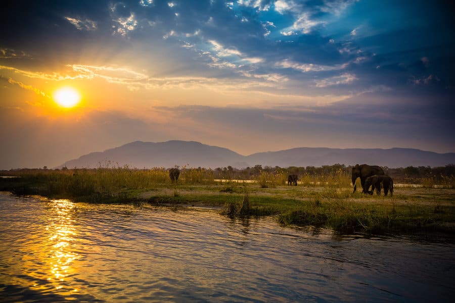 Small herd of elephants by the river at sunset, in the Lower Zambezi National Park