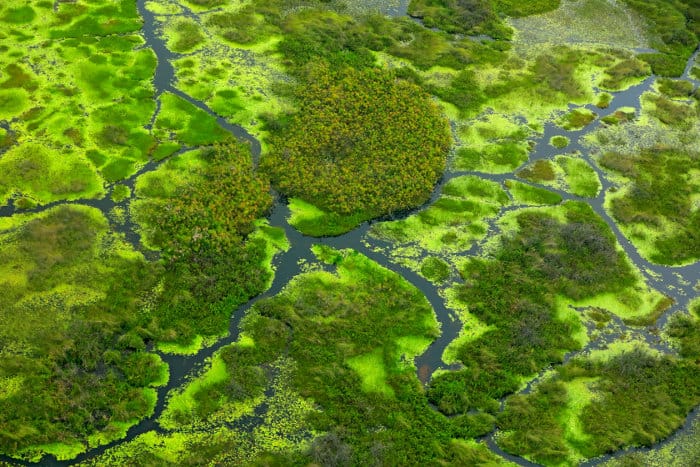 Lush islands in the Okavango