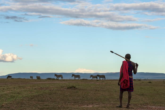 Maasai warrior with herd of zebra on the horizon