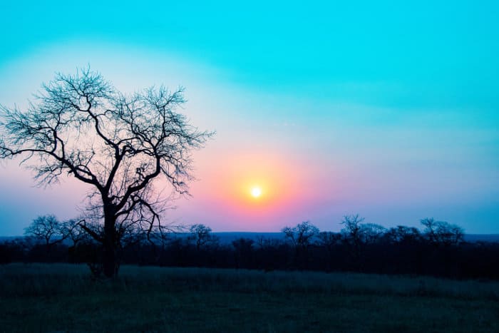 Typical bush scenery at sunset, Mala Mala Game Reserve, South Africa